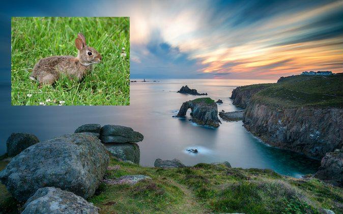 Ancient Relics Unearthed by Rabbits Leads to Discovery of Treasure Trove