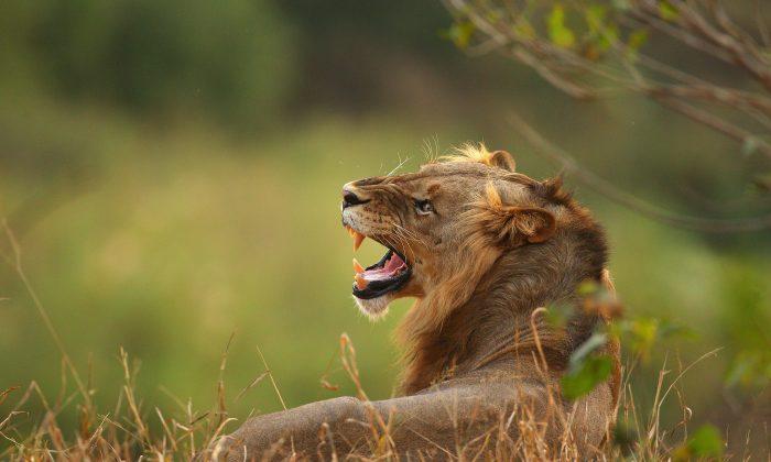 Big Cat Poacher Who Was Eaten by the Lions He Was Hunting Is Identified