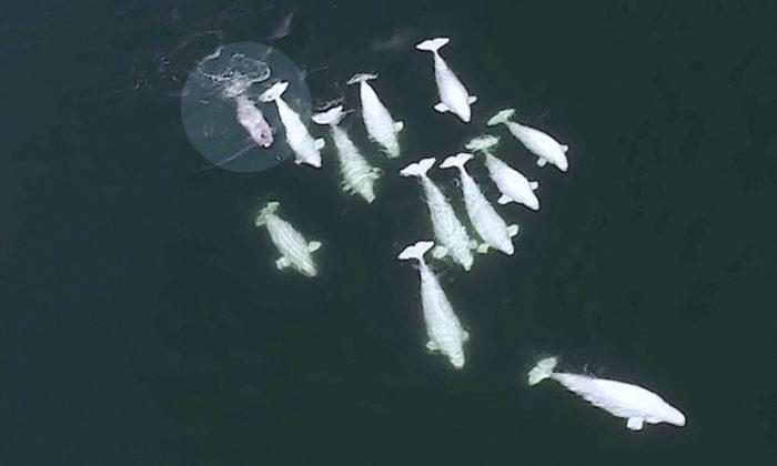 This Band of Beluga Whales Has a Special ‘Adopted’ Buddy, Can You Spot It?