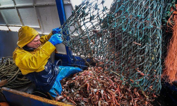 No, Climate Change Is Not Reducing Global Fish Catch