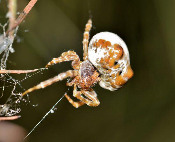 A bolas spider (Pixabay)