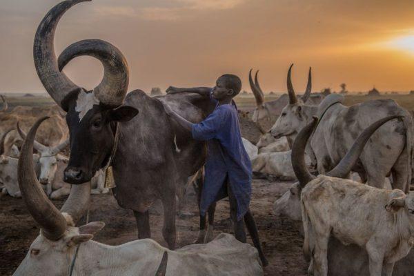 File photo showing a Sudanese boy from the Dinka tribe tending to a cow at a cattle camp in Mingkaman, Lakes State, South Sudan, on March 4, 2018. (Stefanie Glinski/AFP/Getty Images)