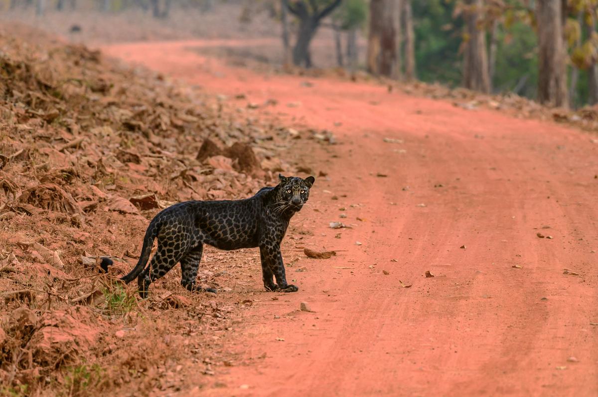 The black leopard lingered for about 20 minutes after a failed attempt to hunt down a deer. (Caters News)