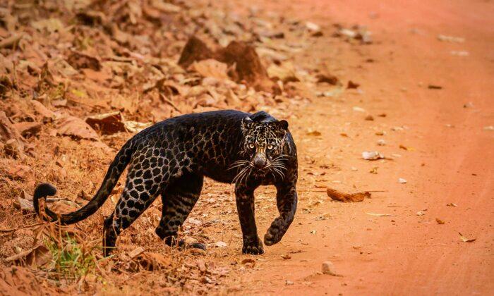 Safari-Goer Spots Extremely Rare Black Leopard in India, and the Photos Are Stunning