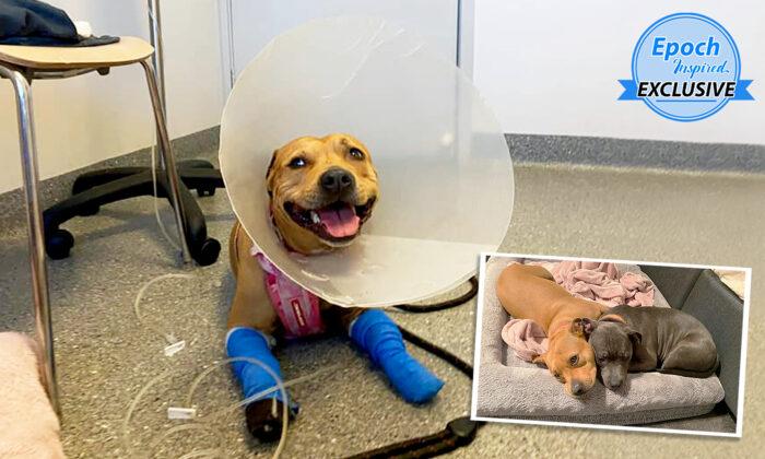 Badly Injured Dog Saves Canine Brother From Snake Attack, Goes Home After 4-Week Recovery