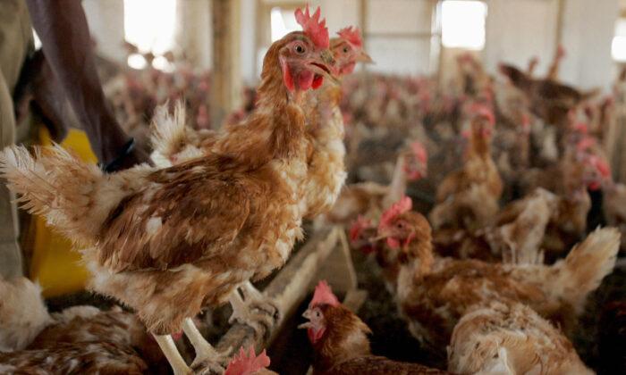 Niger Reports Severe Bird Flu Among Poultry, Says WOAH