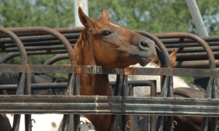 Veterinarians and Animal Rights Groups Ask Congress to End Cruel Export of Horses for Slaughter