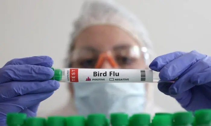 Flu Experts Gather With H5N1 Risk on the Agenda
