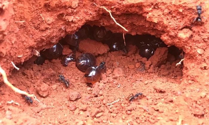 Indigenous Australian Ants’ Honey Recognised by Science