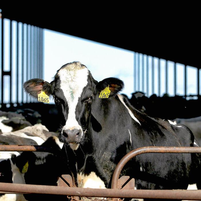 Dairy Cows Must Be Tested for Bird Flu Before Moving Between States: USDA