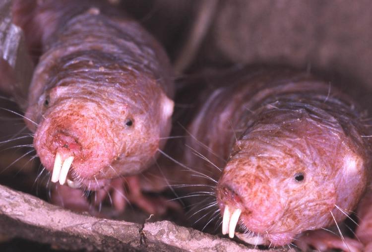 <a><img src="https://www.theepochtimes.com/assets/uploads/2015/09/nakedmolerat.jpg" alt="Despite their small body size, naked mole rats can live up to 30 years because they never contract cancer. (Courtesy of Kenneth Catania)" title="Despite their small body size, naked mole rats can live up to 30 years because they never contract cancer. (Courtesy of Kenneth Catania)" width="320" class="size-medium wp-image-1825453"/></a>