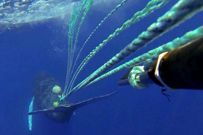A response team led by the Hawaiian Islands Humpback Whale National Marine Sanctuary, working closely with NOAA Fisheries, successfully rescued an entangled humpback whale in 2013 (NOAA)