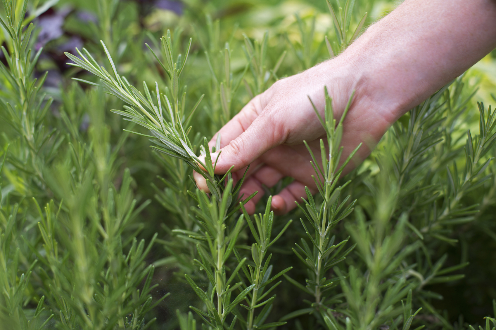 How to grow fragrant rosemary at home How to grow fragrant rosemary at home