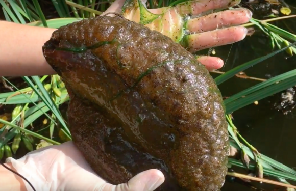 A Bryozoan clump with a slimy centre "like jello" is picked out of the water in video taken at Stanley Park (Vancouver Courier/Youtube)