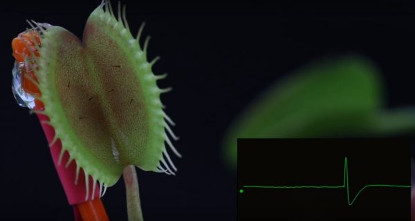A Venus flytrap, pictured with an electrical reading showing an impulse in reaction to being touched. (Screenshot/TEDTalks)