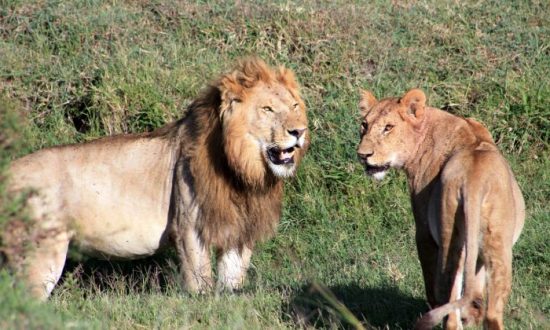lion breaks out of enclosure kills 22 year old woman in north
